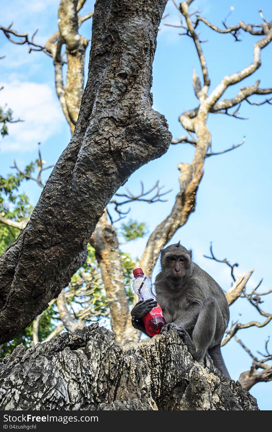 Monkey Have A Drink