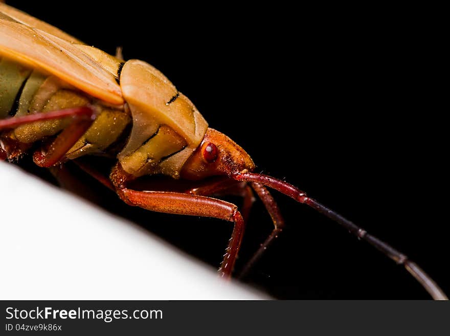 Cotton Stainer Bug