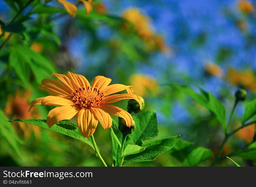 Big mexican sunflower in thailand