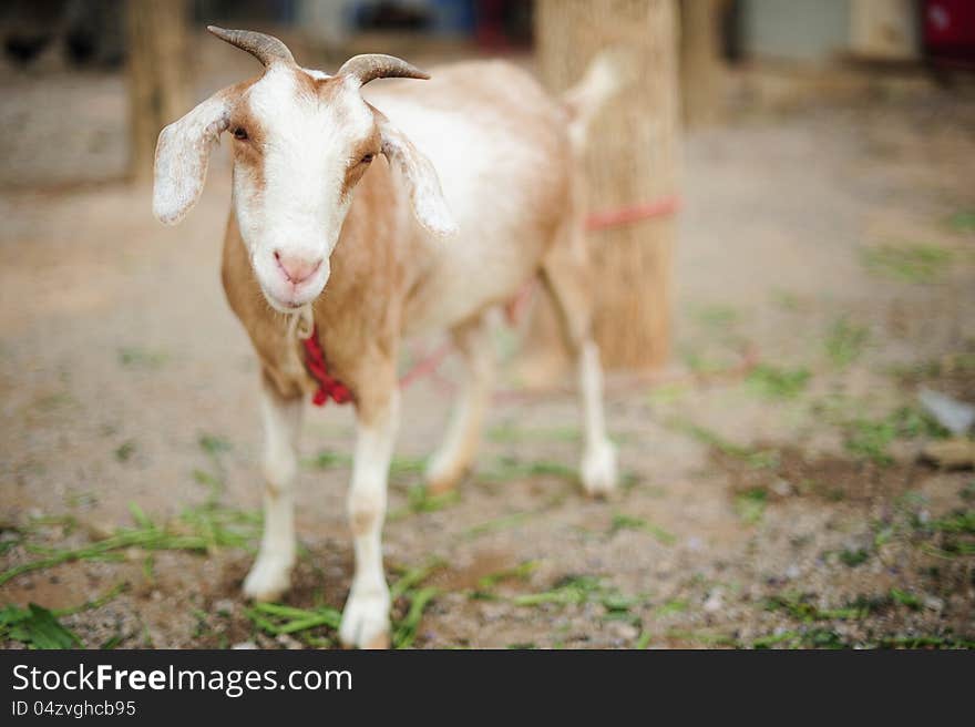 Little white goat in thailand. Little white goat in thailand