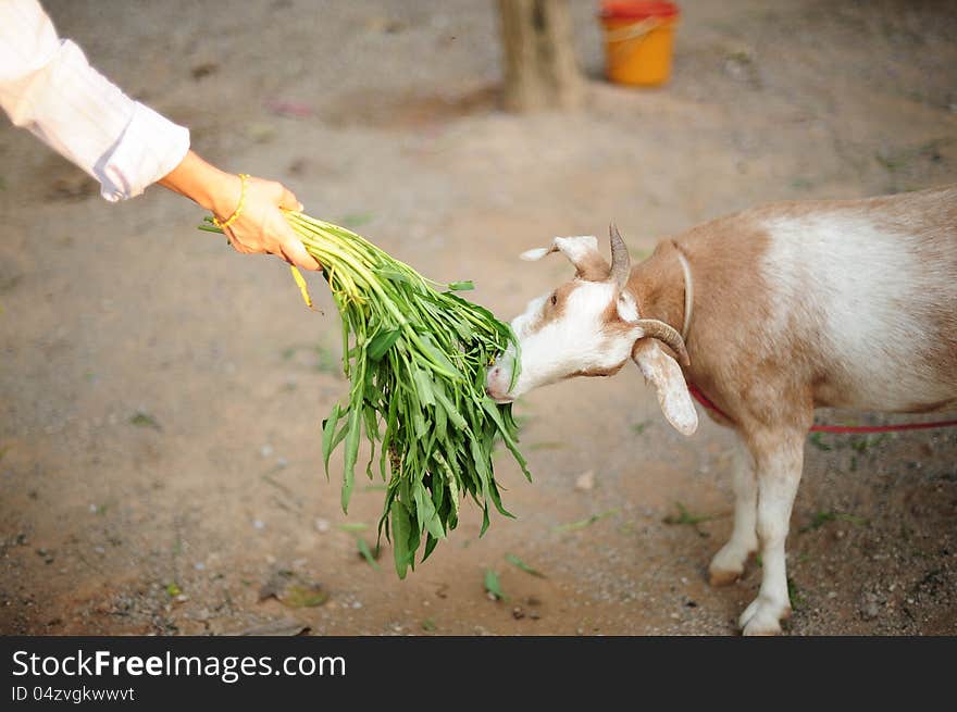 Little white goat in thailand. Little white goat in thailand