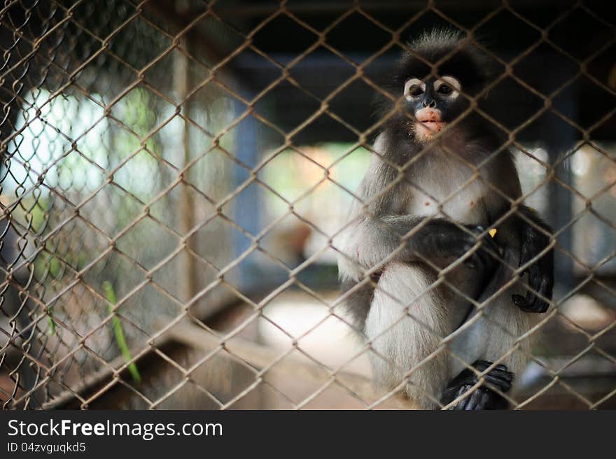 Hungry monkey in the cage, thailand