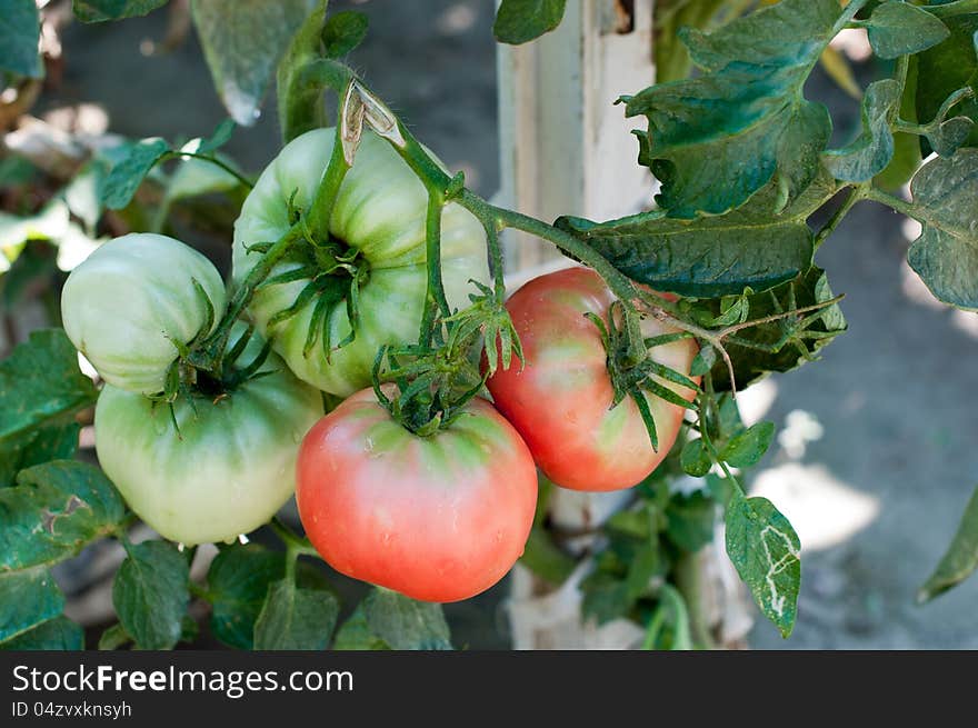 Tomatos in a vegetable garden. Tomatos in a vegetable garden