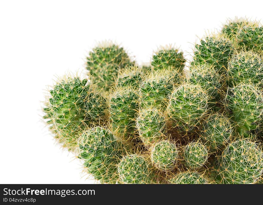 Green cactus close up, isolated on a white background