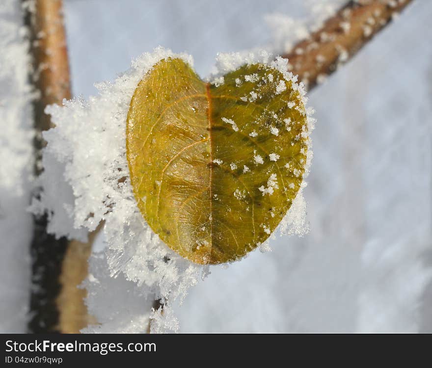 Green quince leaves covered in ice