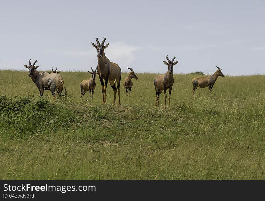 A herd of antelope is watching the Lions. Photo taken at the Masai Mara National Park. A herd of antelope is watching the Lions. Photo taken at the Masai Mara National Park