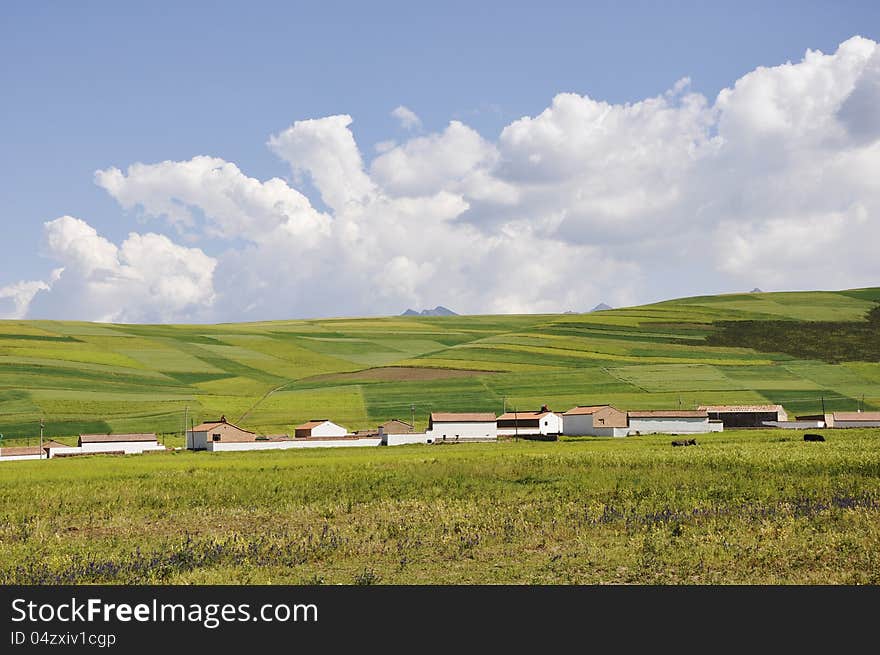 House and colorful field