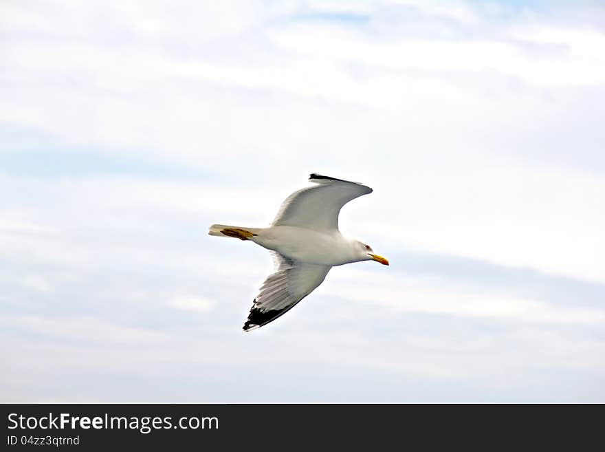 Sea gull