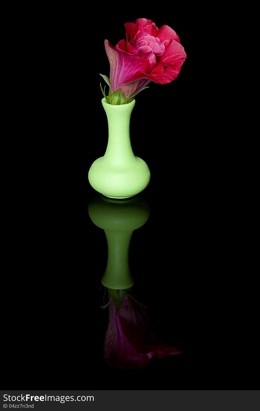 Hibiscus flower in a green pitcher