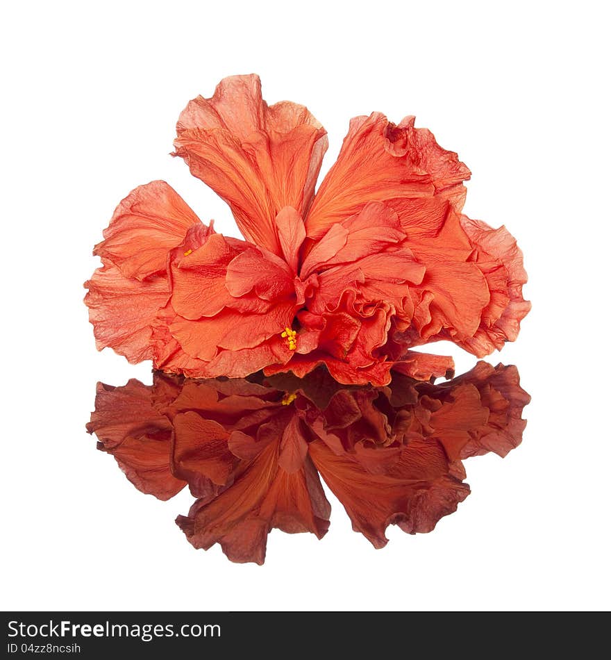 Hibiscus flower