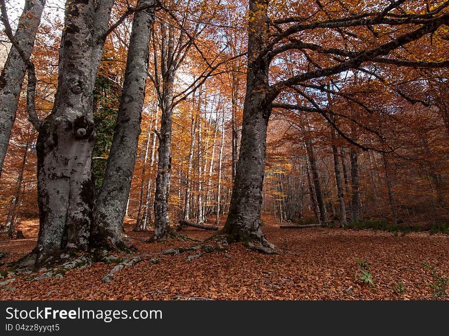 Autumn colors in a forest of Makedonia, Greece. Autumn colors in a forest of Makedonia, Greece