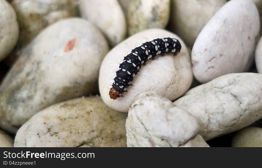 Chrysalis on the white stone. Chrysalis on the white stone