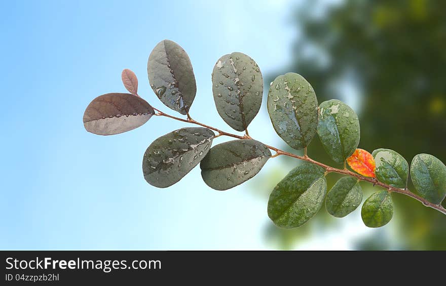 Fresh leaves against the sky