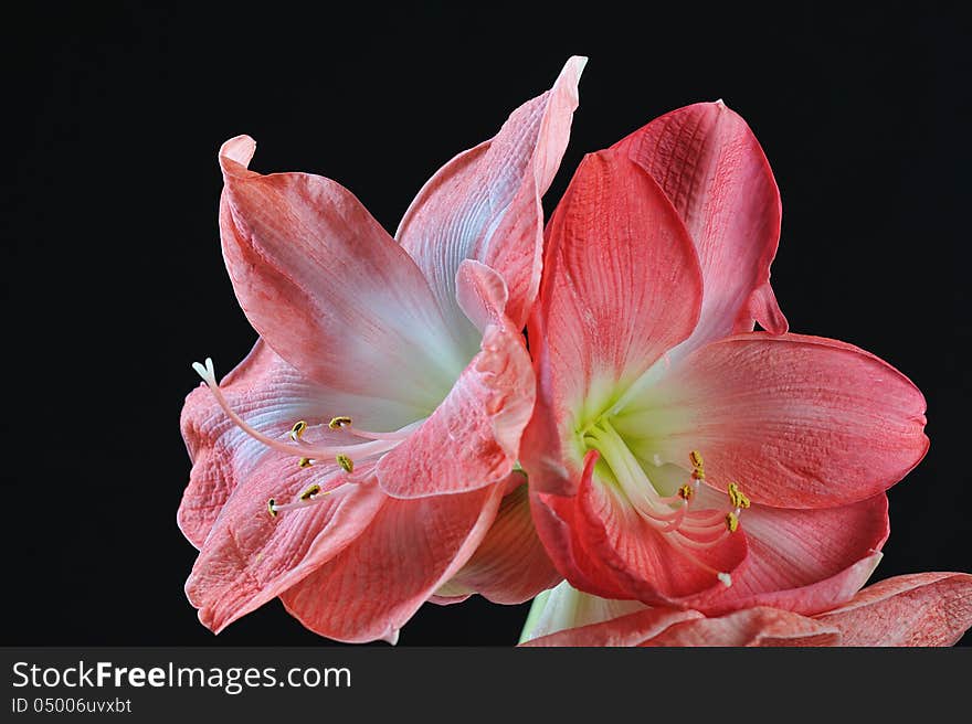 Blooming amaryllis isolated on black background