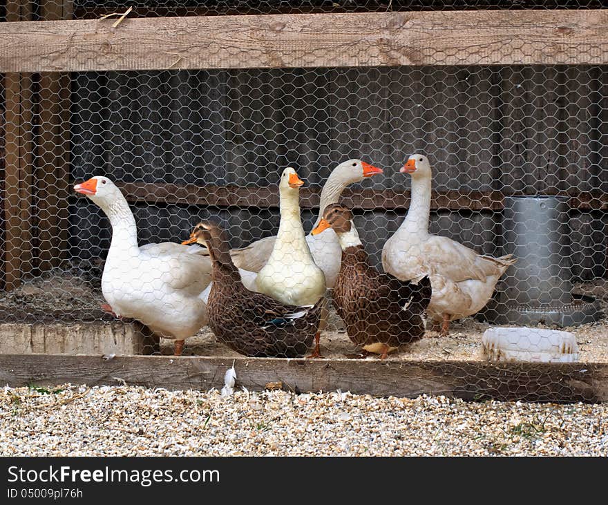 Group of goose and ducks in the yard. Group of goose and ducks in the yard