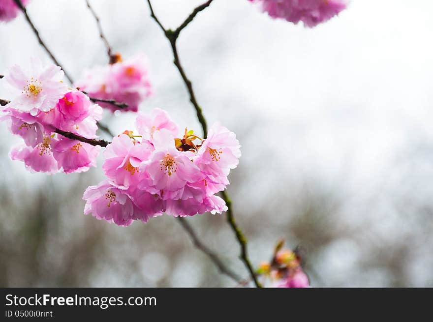 Cherry blossoms in rainy day