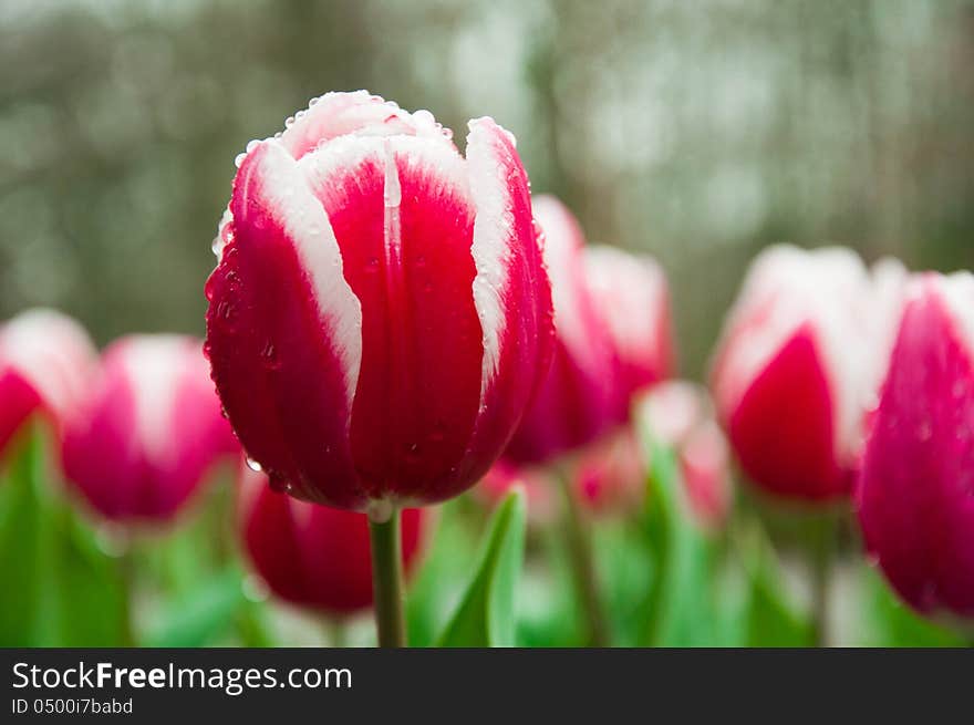 Flowers in Keukenhof park in rainy day. Flowers in Keukenhof park in rainy day