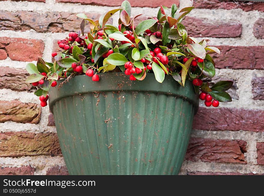 Jardiniere hanging on brick wall