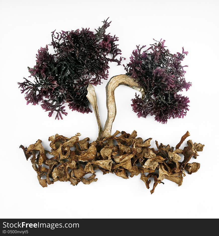 Tree-shaped composition, fresh seaweed branches, and trunk and ground dried mushrooms on white background. Tree-shaped composition, fresh seaweed branches, and trunk and ground dried mushrooms on white background