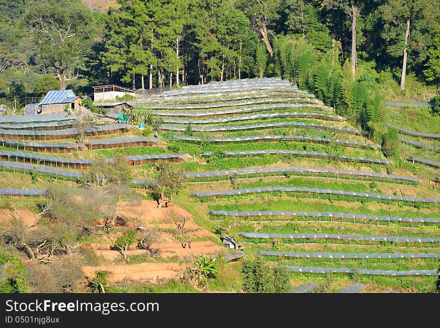 Higher ground agriculture plots covered with plastic roof on mountain slope.