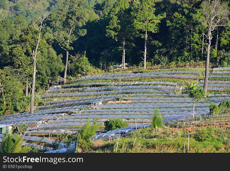 Higher ground agriculture plots of vegetables and flowers on mountain slope. Higher ground agriculture plots of vegetables and flowers on mountain slope.