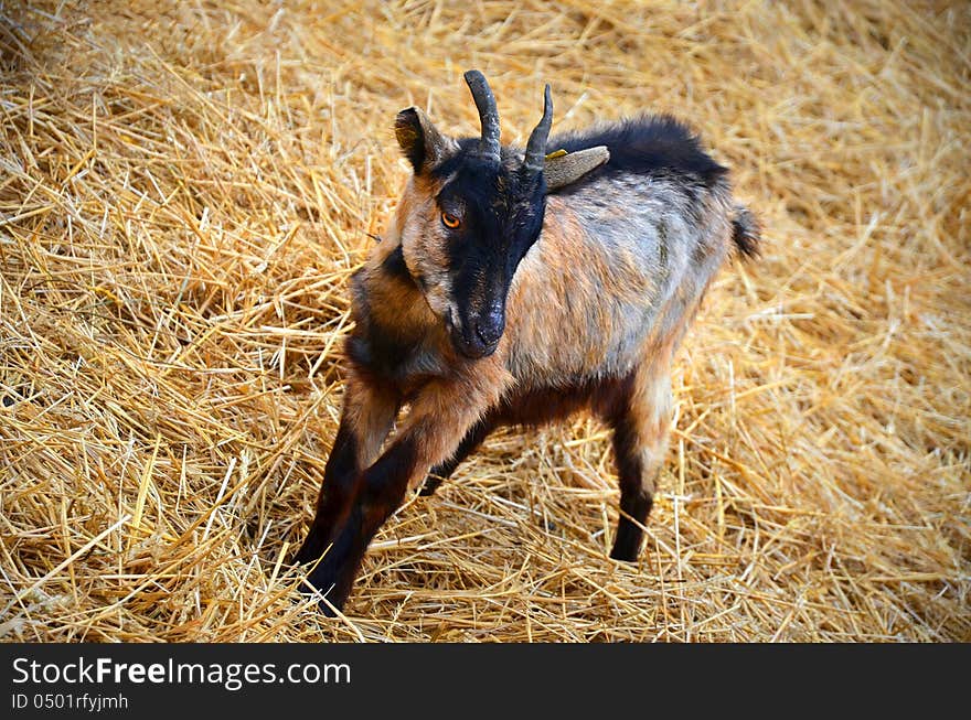 Beautiful baby goat on a yellow straw bedding