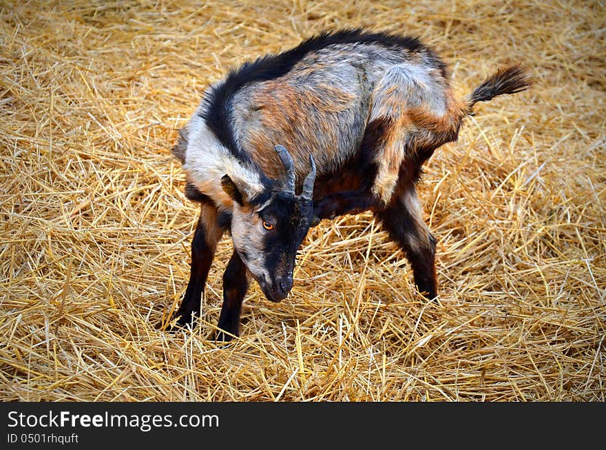 Baby goat on a yellow straw bedding