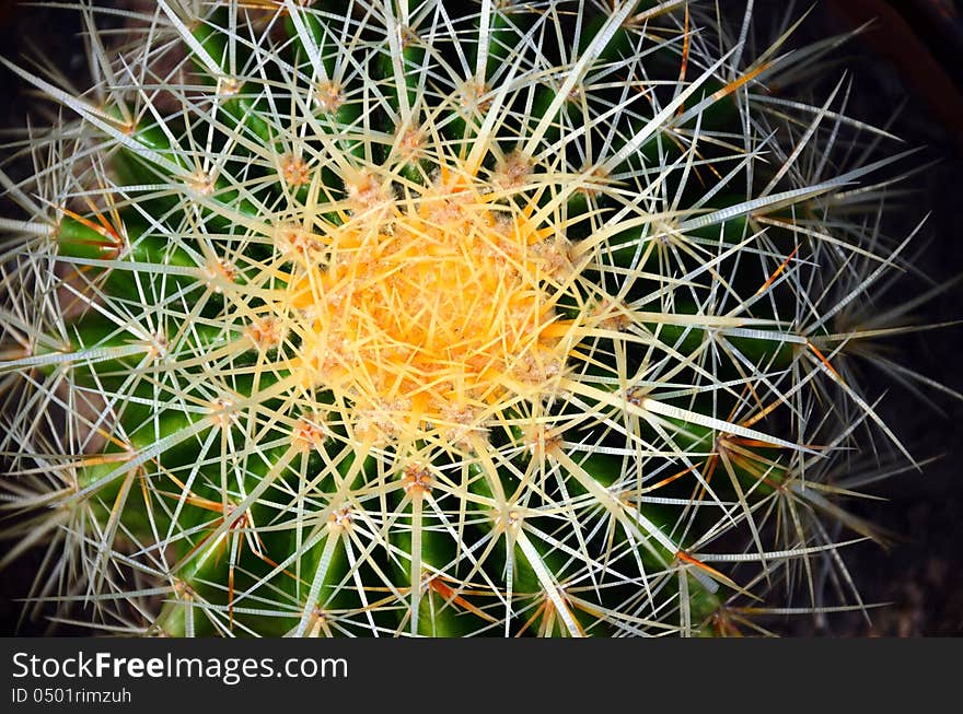 Closeup of a green cactus with sharp white thorns. Closeup of a green cactus with sharp white thorns