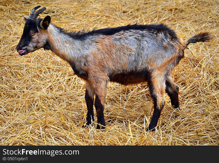 Funny baby goat on a yellow straw bedding