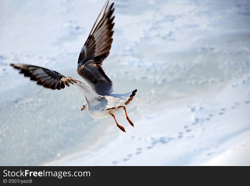 Seagull in flight