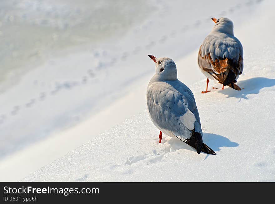 Two seagulls in the snow on a sunny winter day with copy space on left