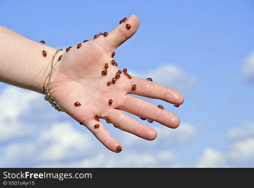 Ladybugs on a girl's hand on blue cloudy sky background. Ladybugs on a girl's hand on blue cloudy sky background