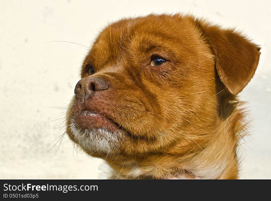 Portrait of a serious and confident dog analyzing something. Portrait of a serious and confident dog analyzing something