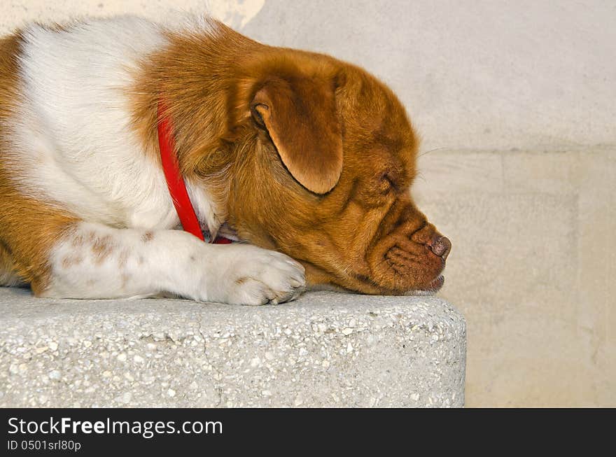 Brown head dog sleeping