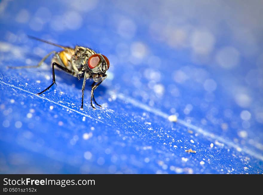 Close up of a house fly on a blue background