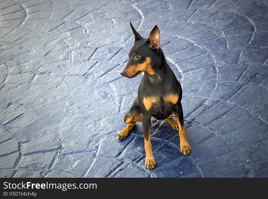 Miniature pincher on a textured concrete ground