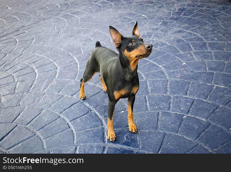 Miniature pincher on a textured concrete ground