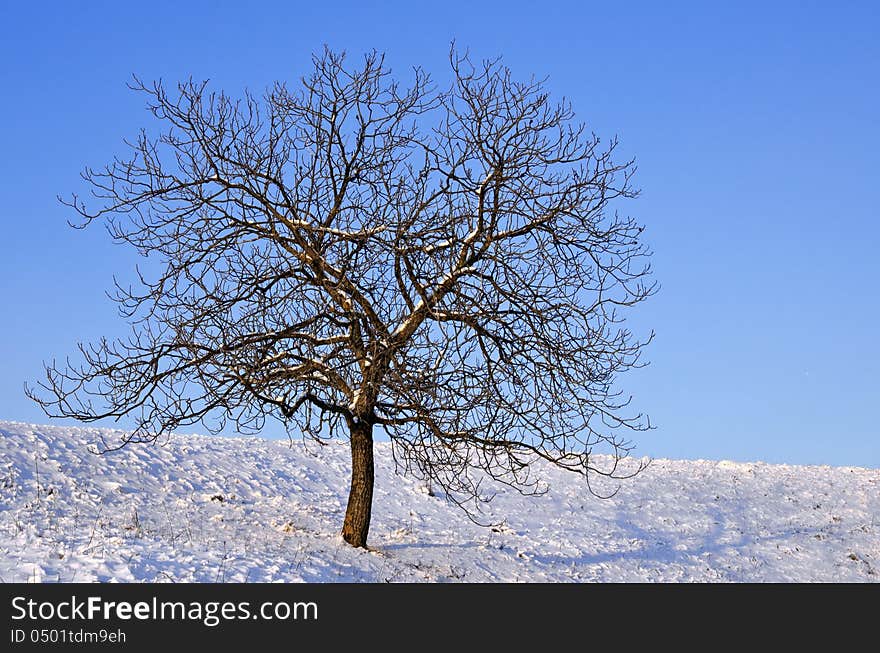 Naked Tree On A Sunny Day