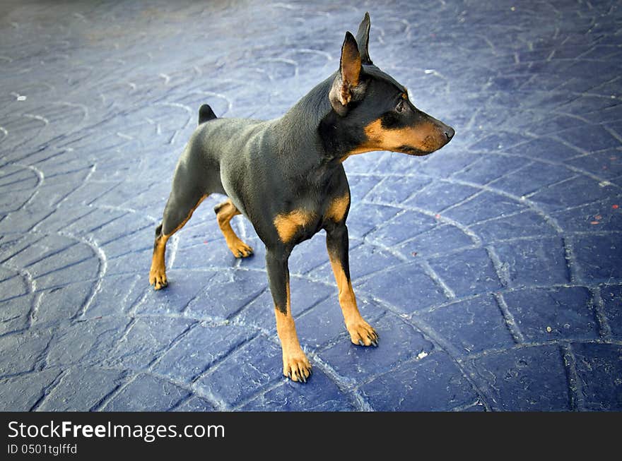 Miniature pincher on a textured concrete ground