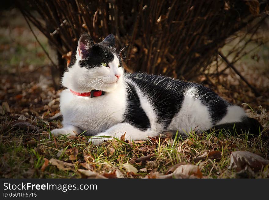 Cat sitting on a grass and leaves bedding in an autumn day