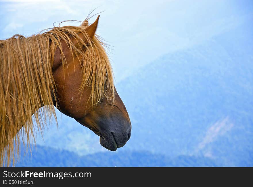 Brown and hairy horse head on a bluish mountain landscape