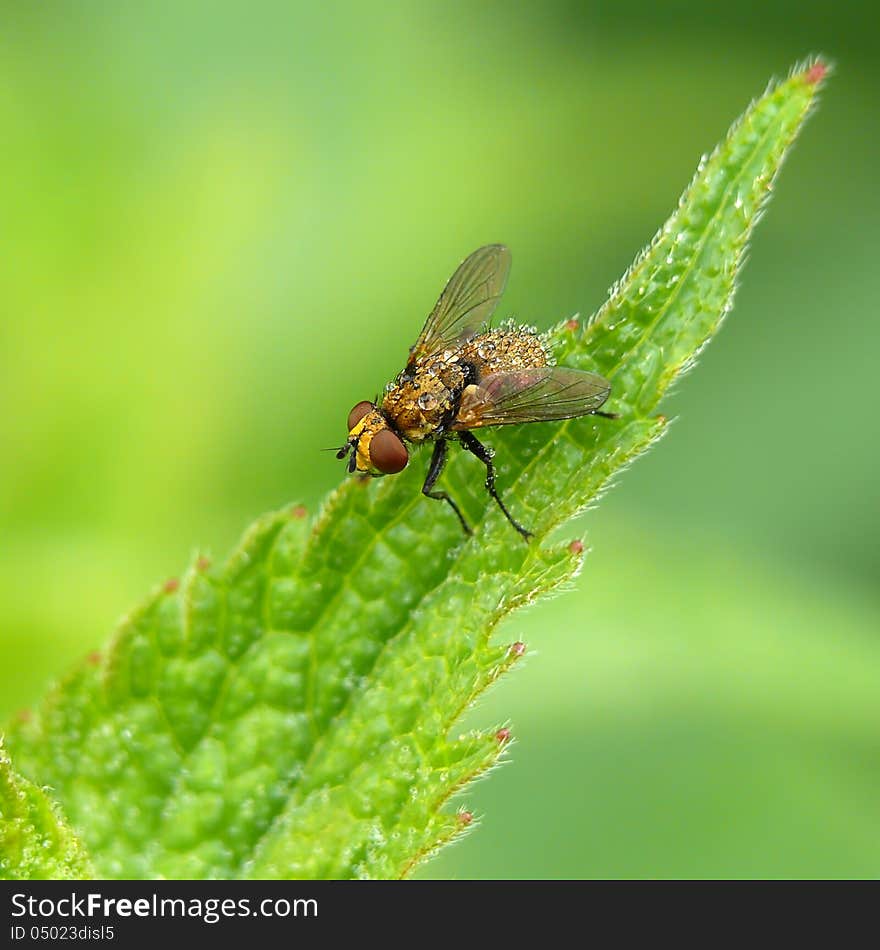 Clytiomya continua is a European species of fly in the family Tachinidae. Sitting on a nettle leaf.