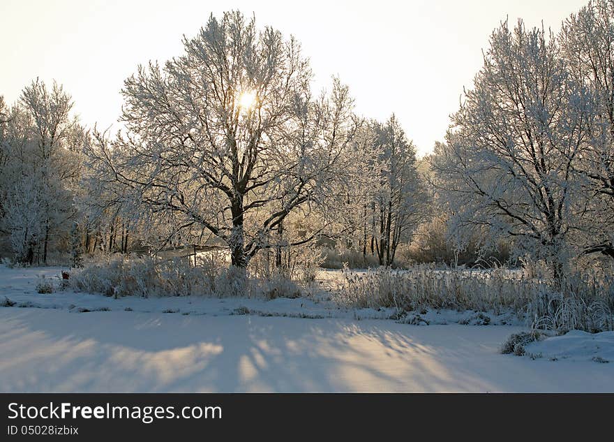 Sunrise frosty winter morning in the meadows. Sunrise frosty winter morning in the meadows