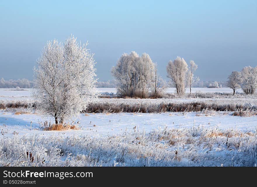 Sunrise frosty winter morning in the meadows. Sunrise frosty winter morning in the meadows