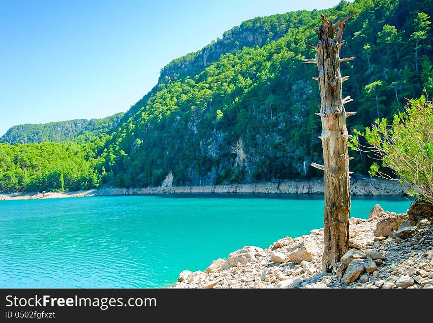 Dry tree trunk on the shore of a mountain lake