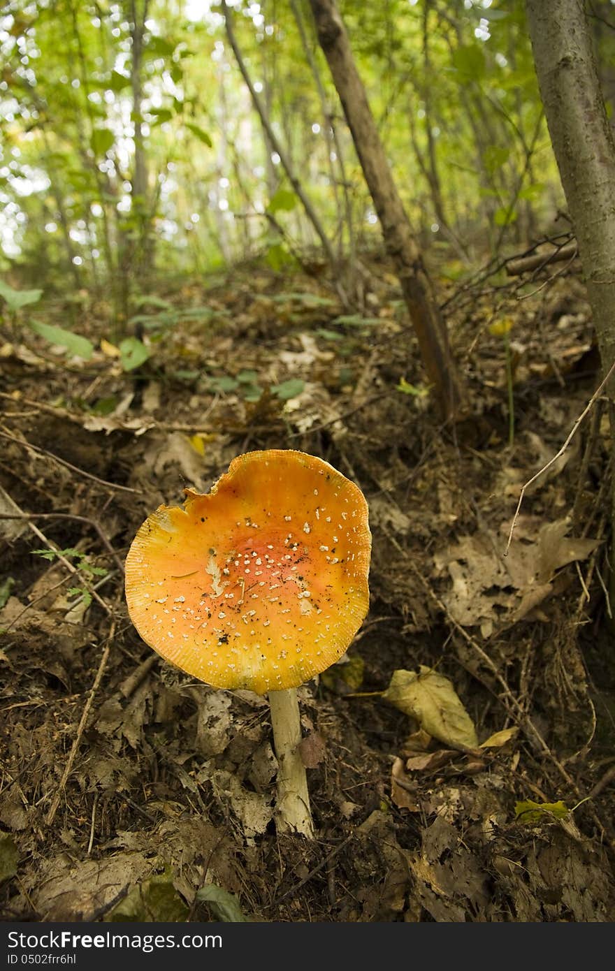 Toadstool with orange hat in the woods. Toadstool with orange hat in the woods