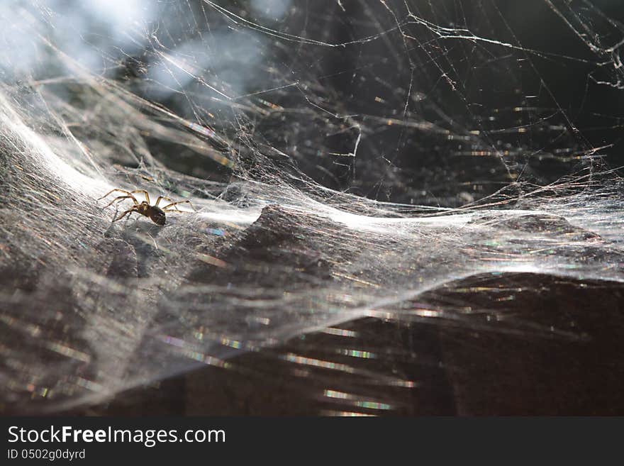 Spider expecting the victim sits on a web. Spider expecting the victim sits on a web