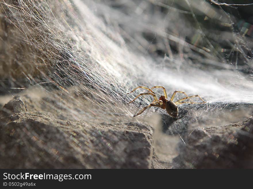 Spider expecting the victim sits on a web. Spider expecting the victim sits on a web