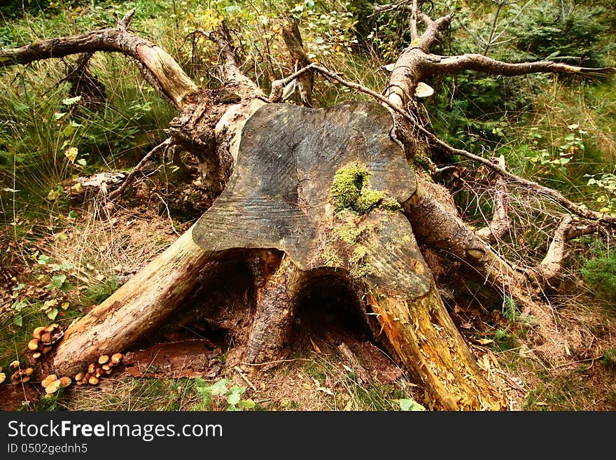 Large stump taken out of the country