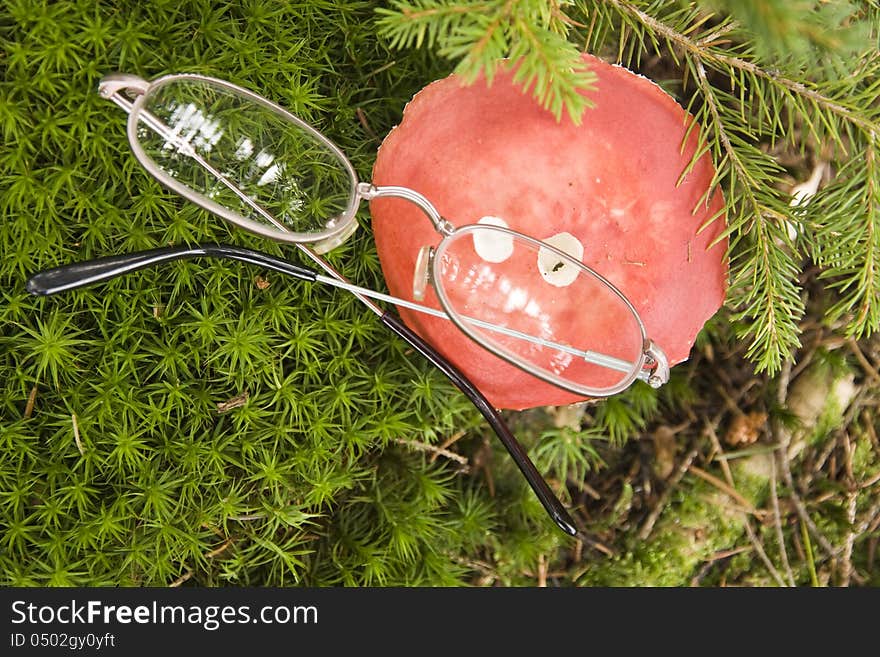 Red hat poisonous mushrooms with spectacles. Red hat poisonous mushrooms with spectacles